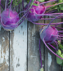 Kaleráb skorý modrý Purple vienna - Brassica oleracea - semená - 0,3 g