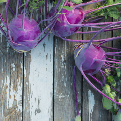 Kaleráb skorý modrý Purple vienna - Brassica oleracea - semená kalerábu - 100 ks
