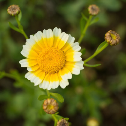 Chryzantémovka vencovitá - Chrysanthemum coronarium - semená - 450 ks