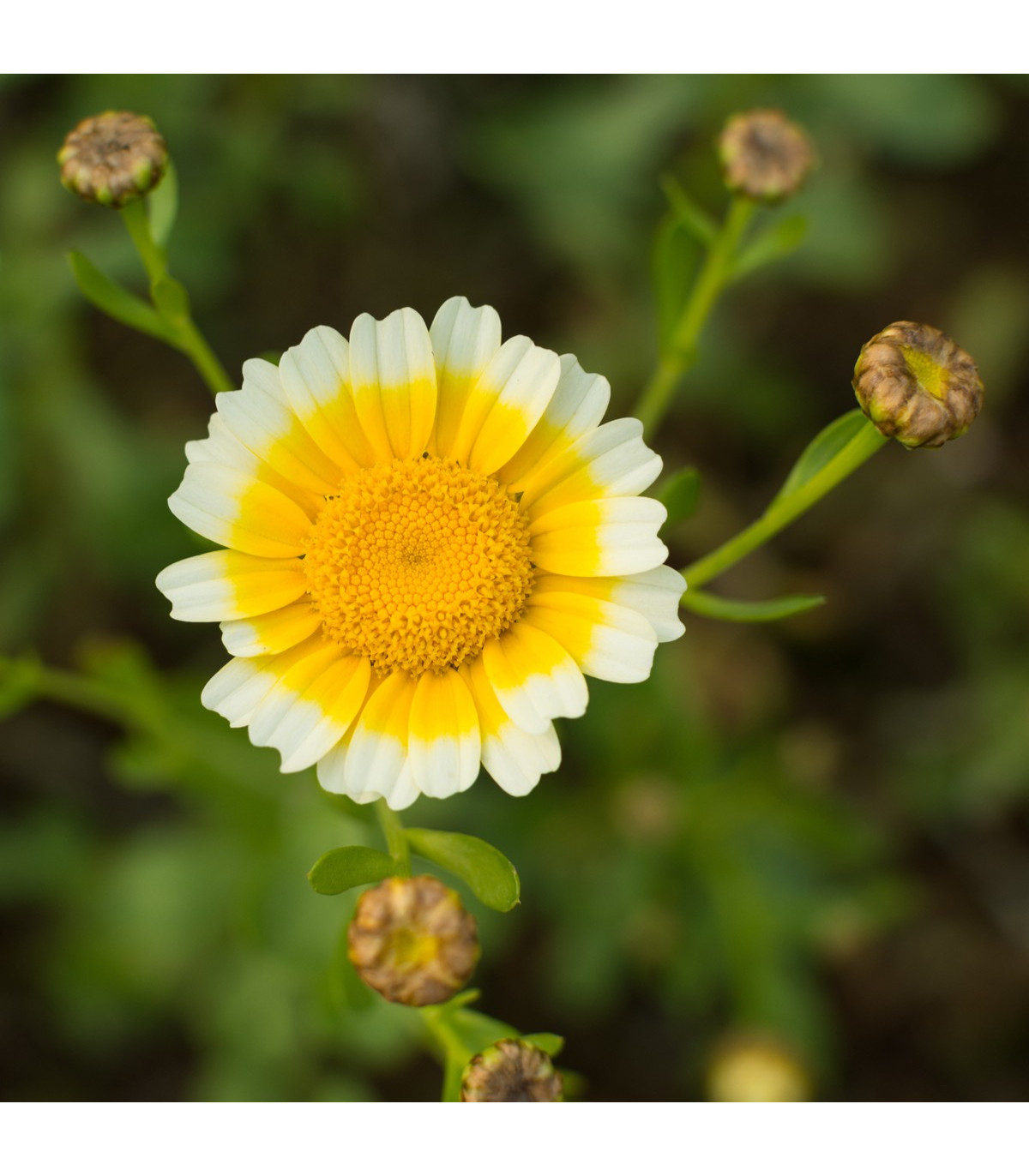 Chryzantémovka vencovitá - Chrysanthemum coronarium - semená - 450 ks
