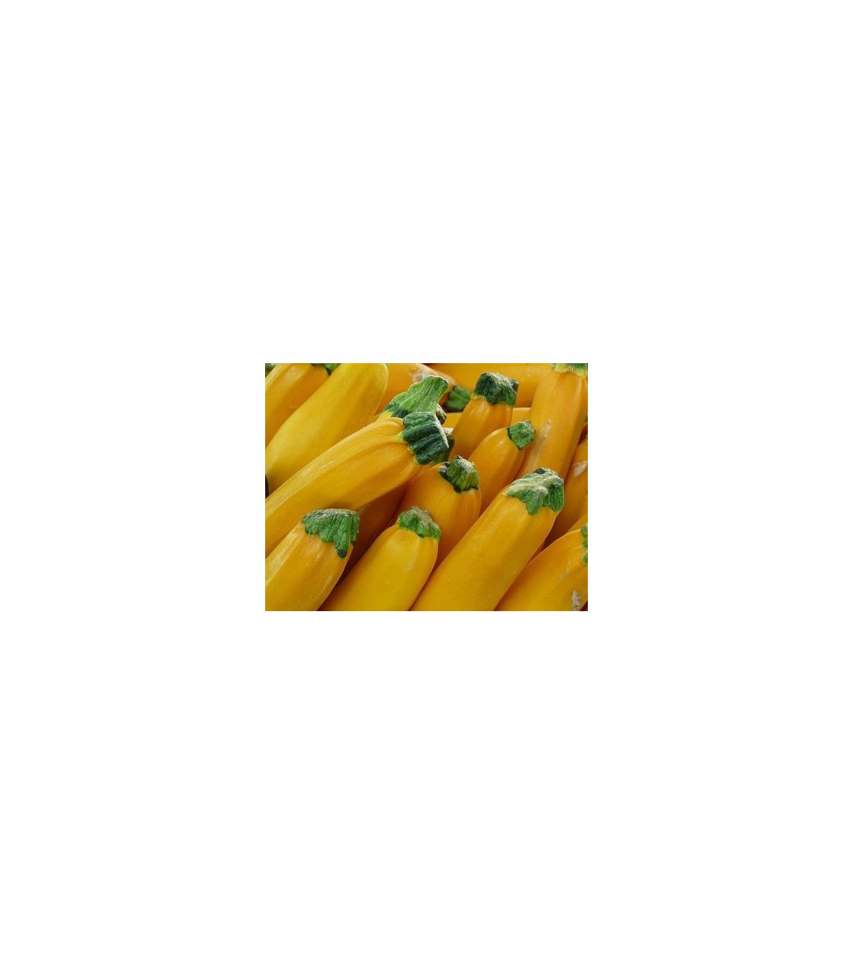 Cuketa zlatá - F1 - Cucurbita pepo - semená cukety - semiačka - 10 ks