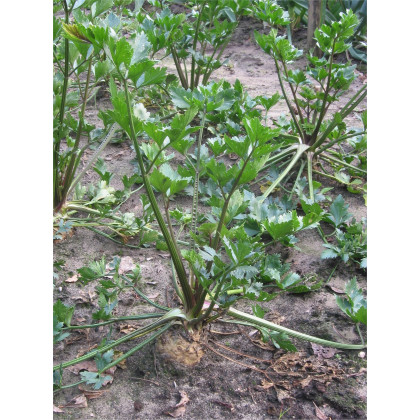 Zeler voňavý - Apium Graveolens - semená zeleru - semiačka