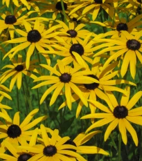 Rudbekia srstnatá - Rudbeckia hirta - predaj semien - 400 ks