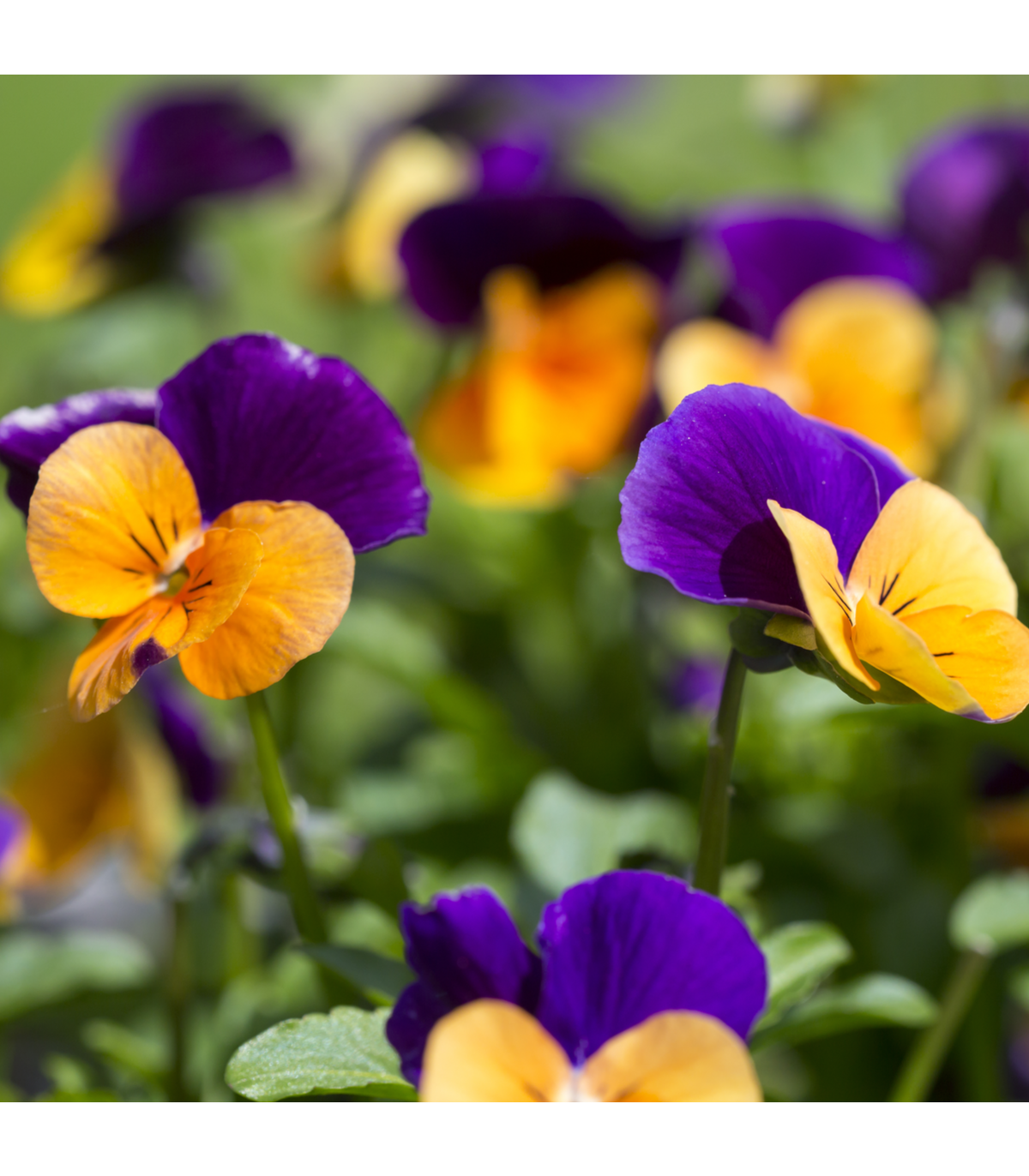 Fialka rohatá - Viola cornuta - semená fialky - 300 ks