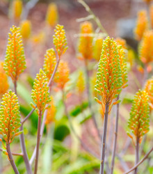 Aloe camperi - Aloe camperi - semená - 6 ks