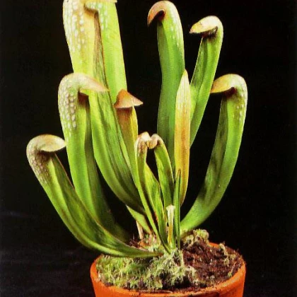 Špirlica privretá - Sarracenia minor - semená špirlice - 12 ks