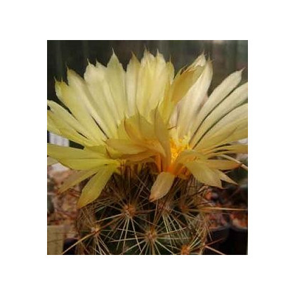 Kaktus Coryphantha bergeriana - semená kaktusu - semiačka - 5 ks