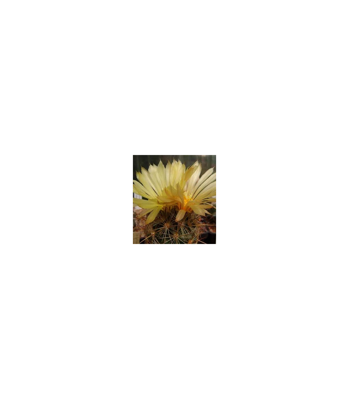Kaktus Coryphantha bergeriana - semená kaktusu - semiačka - 5 ks