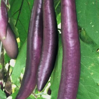 Baklažán Fengyan - Solanum melongena - semená baklažánu - 7 ks