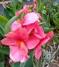 Kana ružová La Boheme - Canna - hľuzy kany - 1 ks