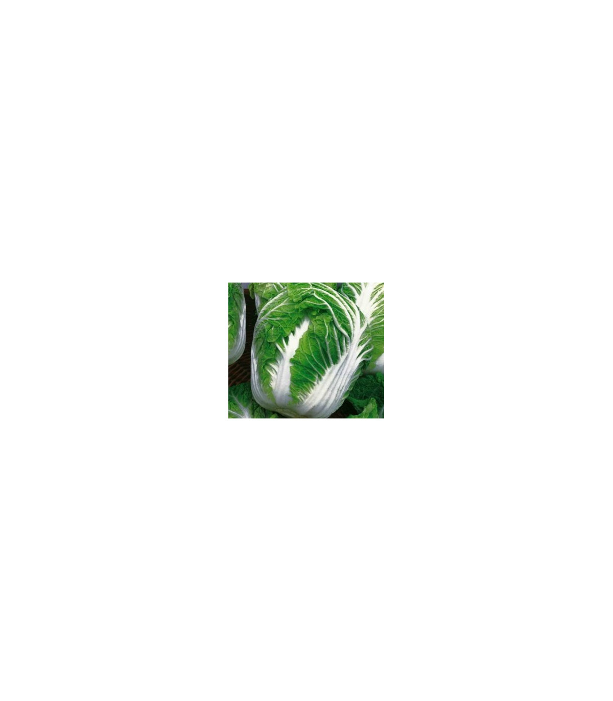 Kapusta pekingská Michihili - Brassica rapa ssp. pekinensis - semená - 0,8 g