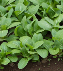 Zelená horčica Komatsuna - Brassica rapa var. komatsuna - semená - 20 ks