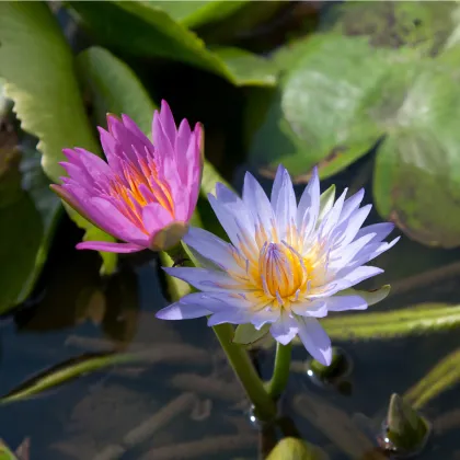 Lekno zmes farieb - Nymphaea caerulea - semená - 5 ks