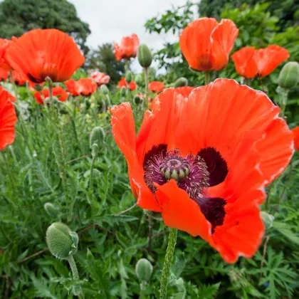 Mak východný Scharlach - Papaver orientale - semená - 0,2 g