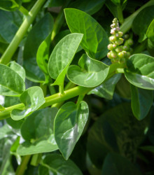 Malabarský špenát Bazela - Basella alba - semená - 17 ks