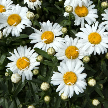 Margaréta biela Hviezda z Antverp - Chrysanthemum leucanthemum max. - semená - 0,4 g
