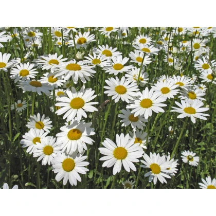 Margaréta biela kráľovná - Chrysanthemum leucanthemum max. - semená - 600 ks