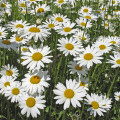 Margaréta biela kráľovná - Chrysanthemum leucanthemum max. - semená - 600 ks