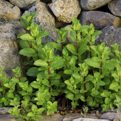 Mäta klasnatá - Mentha viridis - semená mäty - semiačka - 25 ks