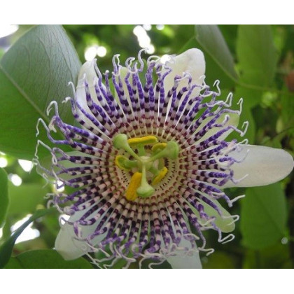 Mučenka krídlatá - Passiflora actinia - semená mučenky - semiačka - 4 ks