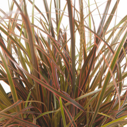 Okrasná tráva - Uncinia egmontiana - semená okrasnej trávy - 5 ks