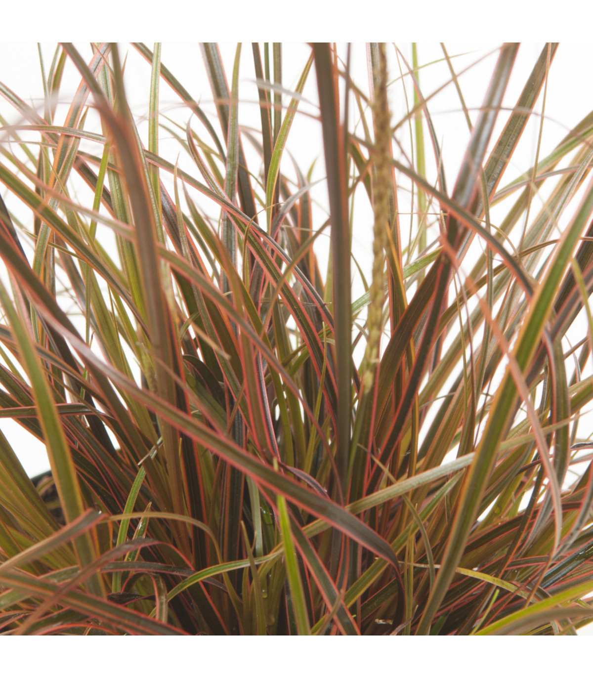 Okrasná tráva - Uncinia egmontiana - semená okrasnej trávy - 5 ks