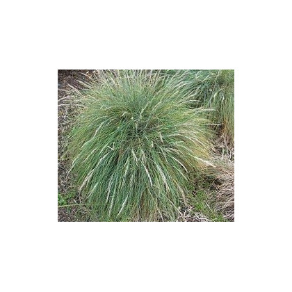 Okrasná tráva Kostrava - Festuca coxii - semená trávy - semiačka - 5 ks