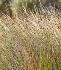 Ozdobná tráva - Ficinia nodosa - semená okrasnej trávy - 10 ks