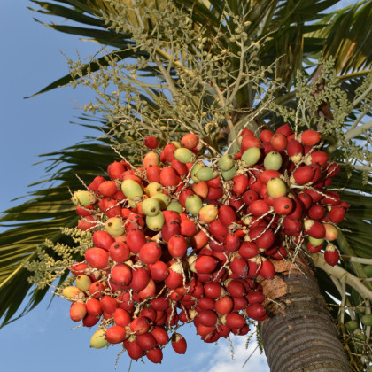 Palma - Carpentaria acuminata - semená palmy - 4 ks