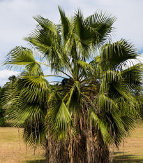 Palma Washingtonia vláknitá - Washingtonia filifiera - semená - 15 ks