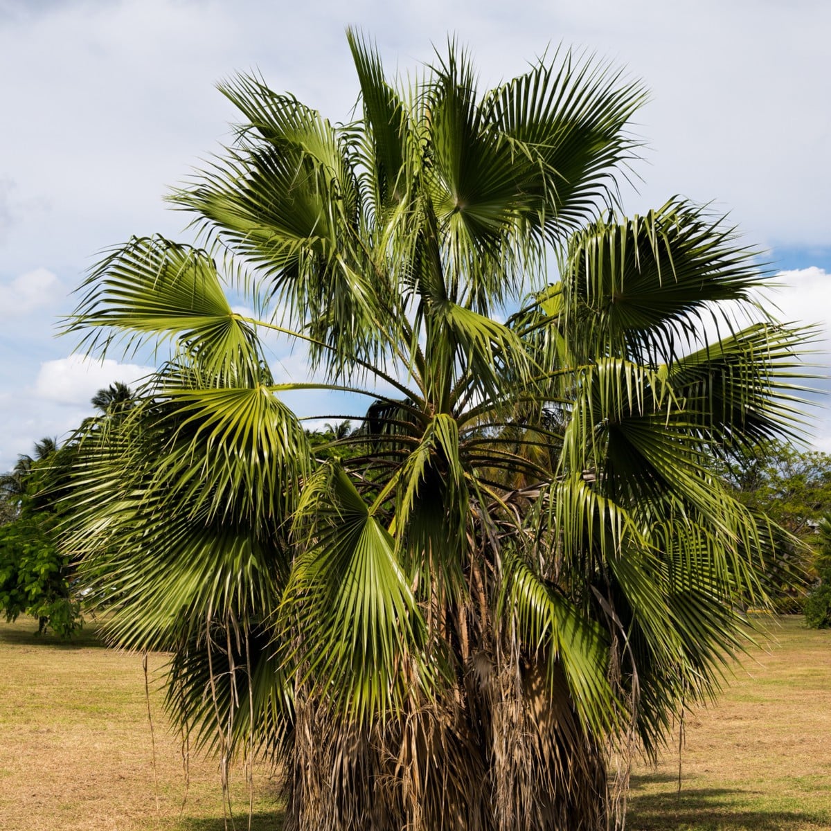Palma Washingtonia vláknitá - Washingtonia filifiera - semená - 15 ks