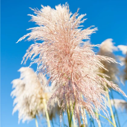 Pampová tráva ružová - Cortaderia selleona - semená pampovej trávy - 10 ks