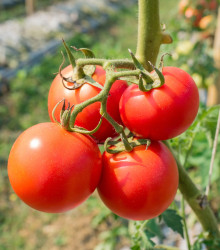 Paradajka kerová Karkulka - semená paradajky - semiačka - 20 ks