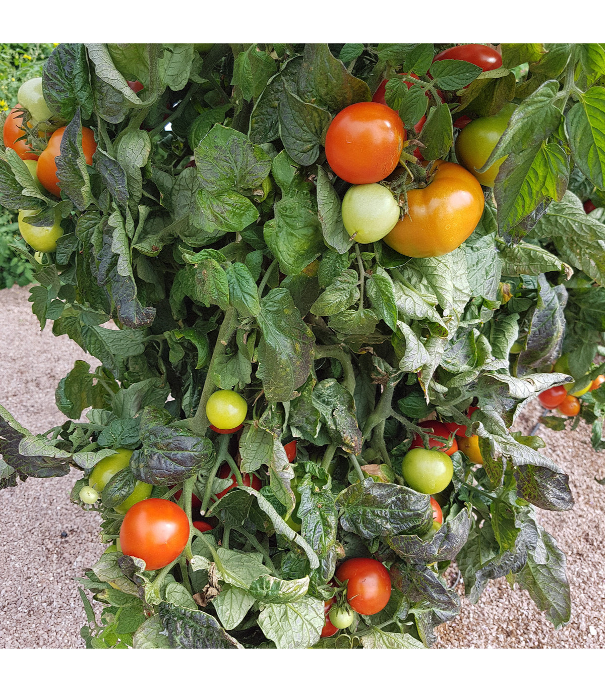 Paradajka kríčková Rentita - semená paradajky - semiačka - 15 ks