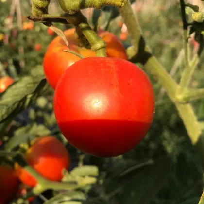Paradajka Harzfeuer - Solanum lycopersicum - semená paradajky - 6 ks
