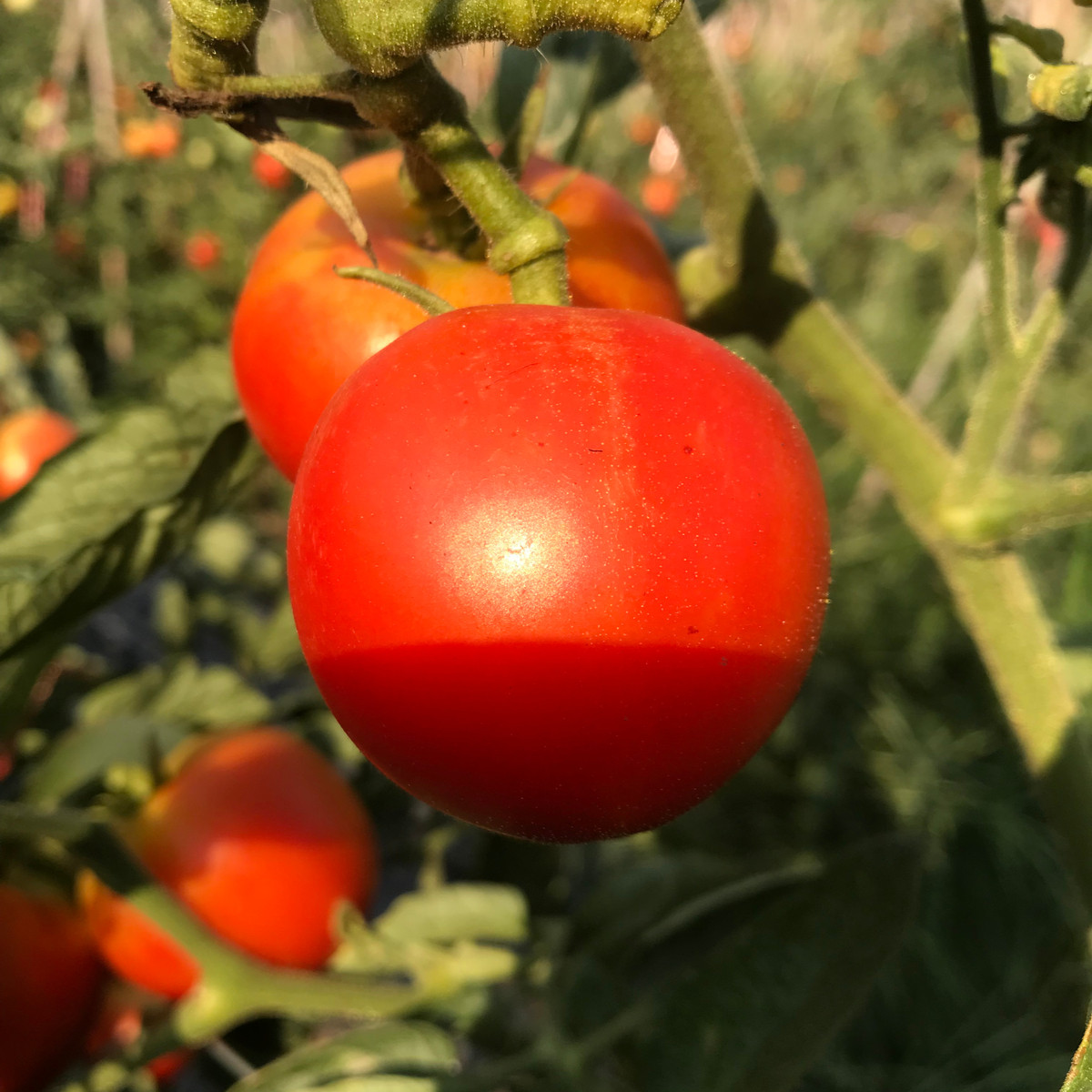 Paradajka Harzfeuer - Solanum lycopersicum - semená paradajky - 6 ks