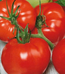 Paradajka poľná zakrpatená Saint Pierre - semená paradajky - semiačka - 15 ks
