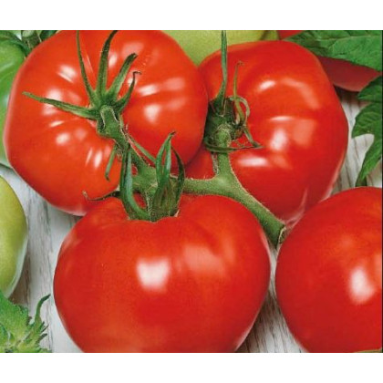 Paradajka poľná zakrpatená Saint Pierre - semená paradajky - semiačka - 15 ks
