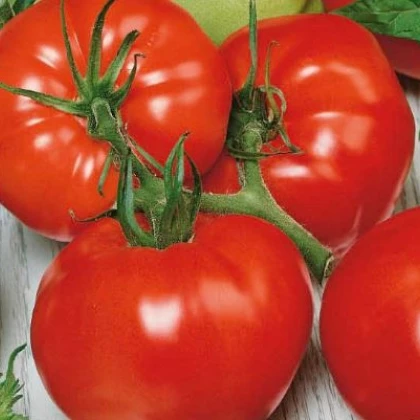 Paradajka poľná zakrpatená Saint Pierre - semená paradajky - 15 ks
