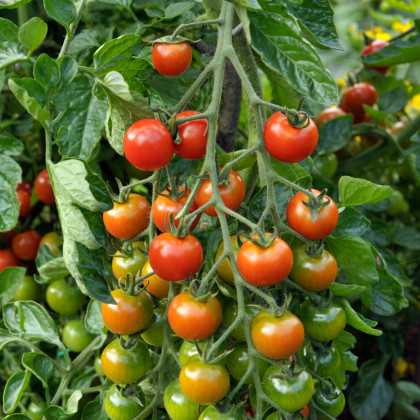 Paradajka Sweet Million F1 - Solanum lycopersicum - semená paradajky - 5 ks