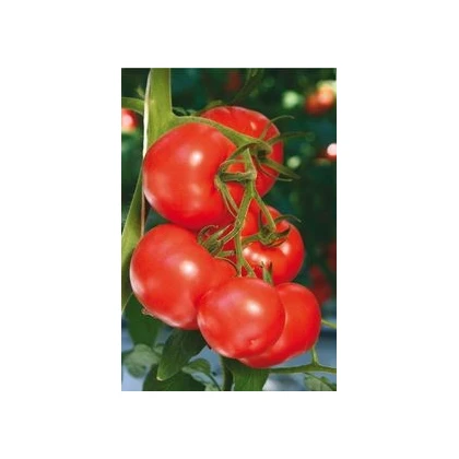 Rajčiak kolíkový hybridný Virginia F1 - semená rajčiaka - 5 ks