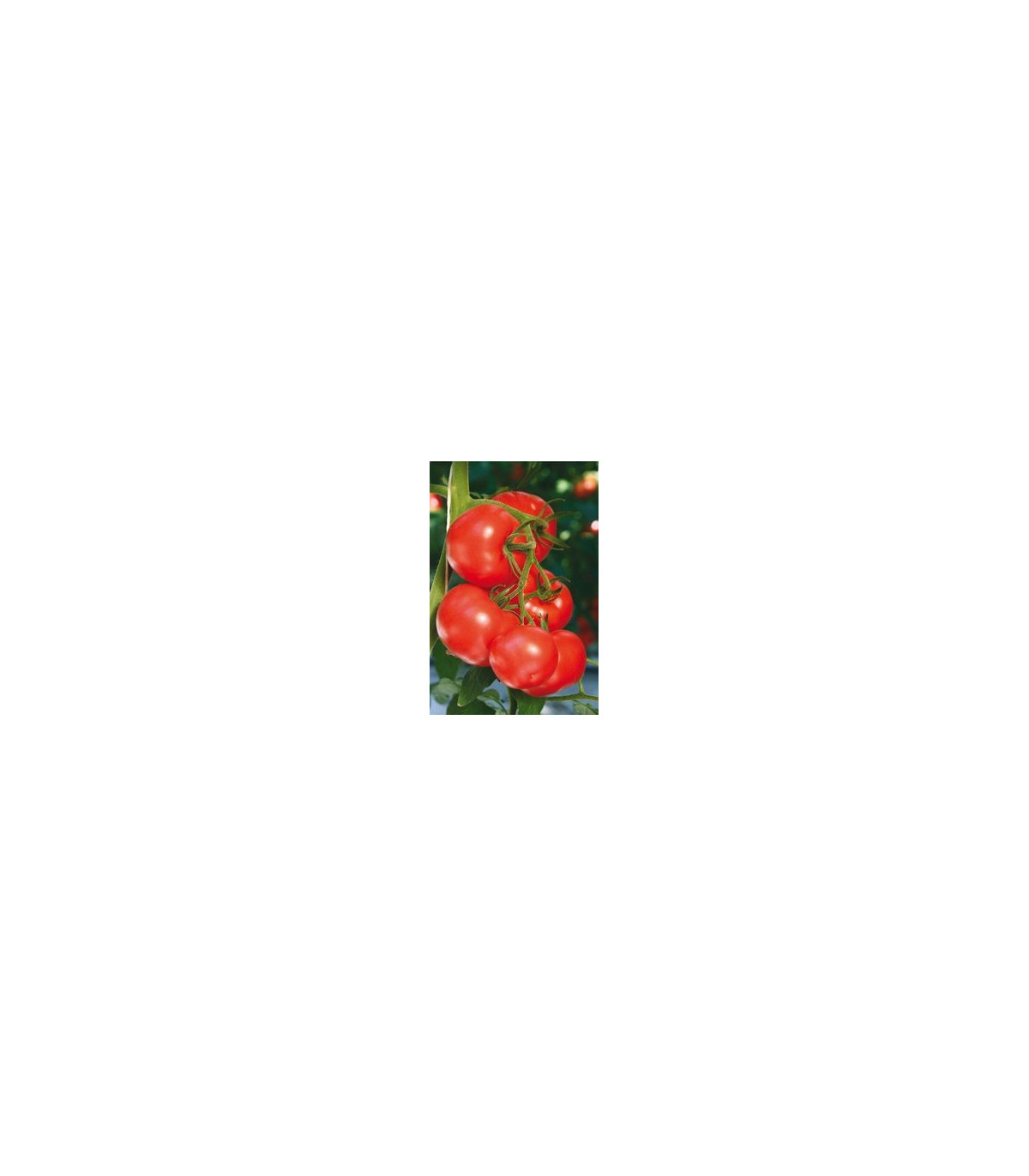 Rajčiak kolíkový hybridný Virginia F1 - semená rajčiaka - 5 ks