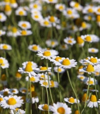 Ruman roľný - Anthemis arvensis - semená rumanu - 0,2 g