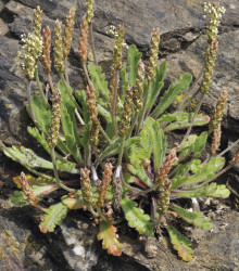 Skorocel Minutina - Plantago coronopus - semená - 500 ks
