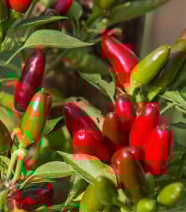 Chilli Jalapeno - Capsicum Annuum - semená - 6 ks