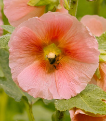 Topoľovka plnokvetá ružová Chaters - Alcea rosea - semená - 7 ks