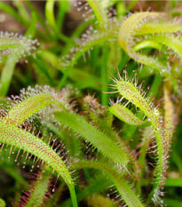 Rosička kapská - Drosera Capensis - semená rosičky - 15 ks