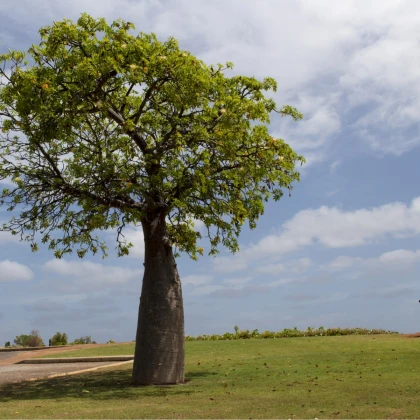 Austrálsky baobab - Adansonia gregorii - semená baobabu - 3 ks