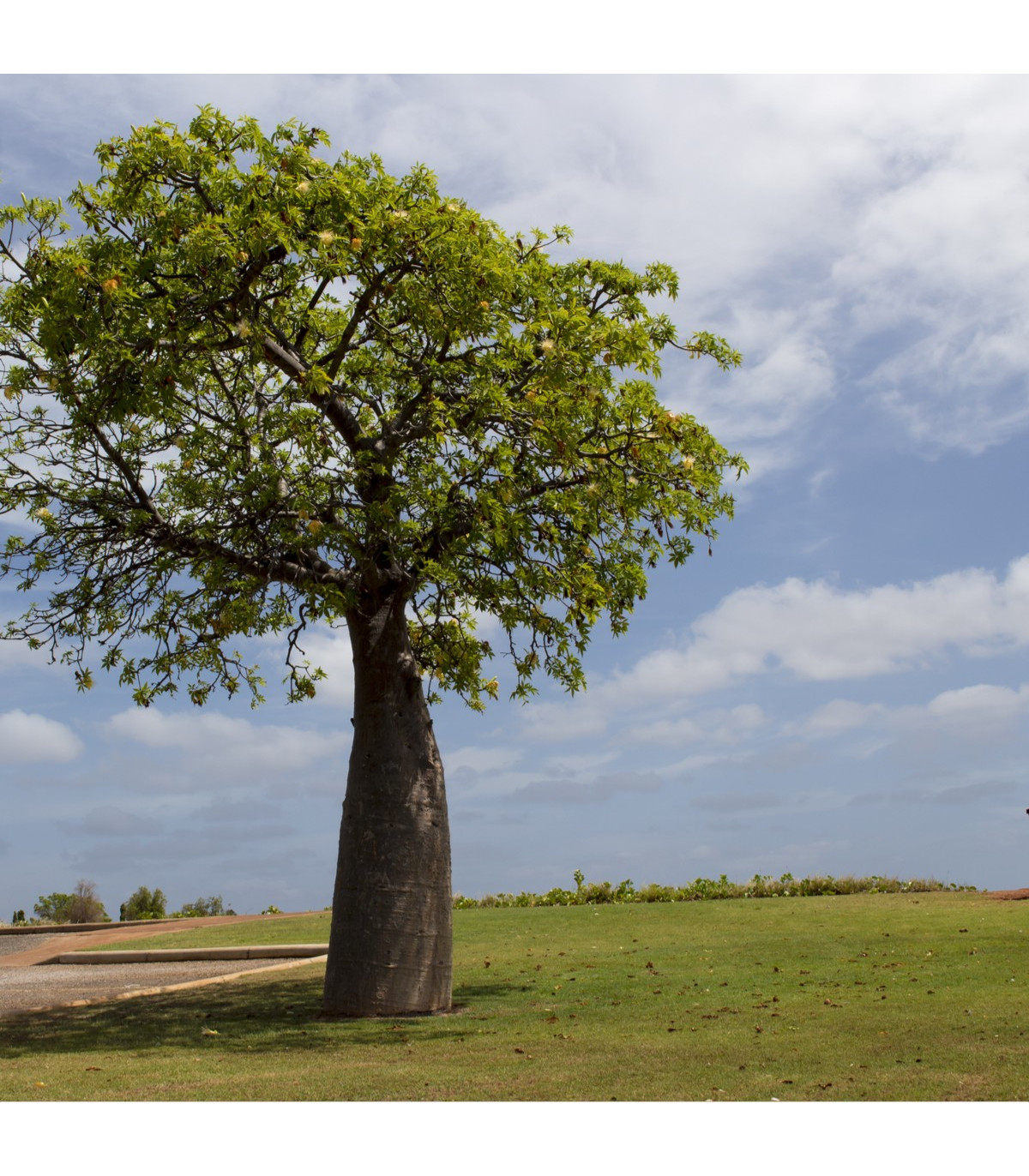 Austrálsky baobab - Adansonia gregorii - semená baobabu - 3 ks