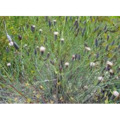 Koriander bolívijský - Porophyllum ruderale - semená koriandru - semiačka - 10 ks
